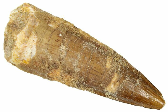 Fossil Spinosaurus Tooth - Real Dinosaur Tooth #329640